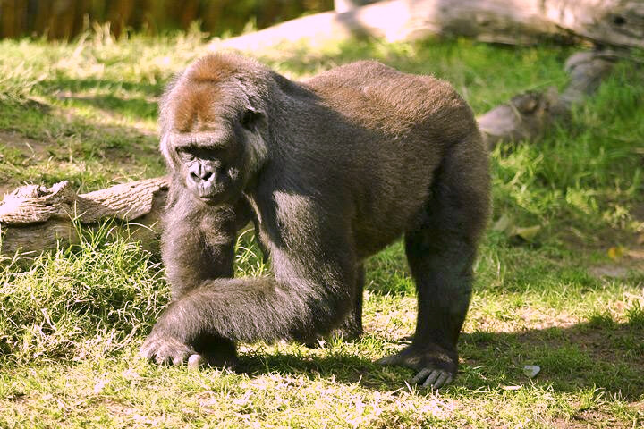 Ein Gorilla