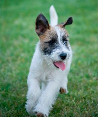 Ein Hund