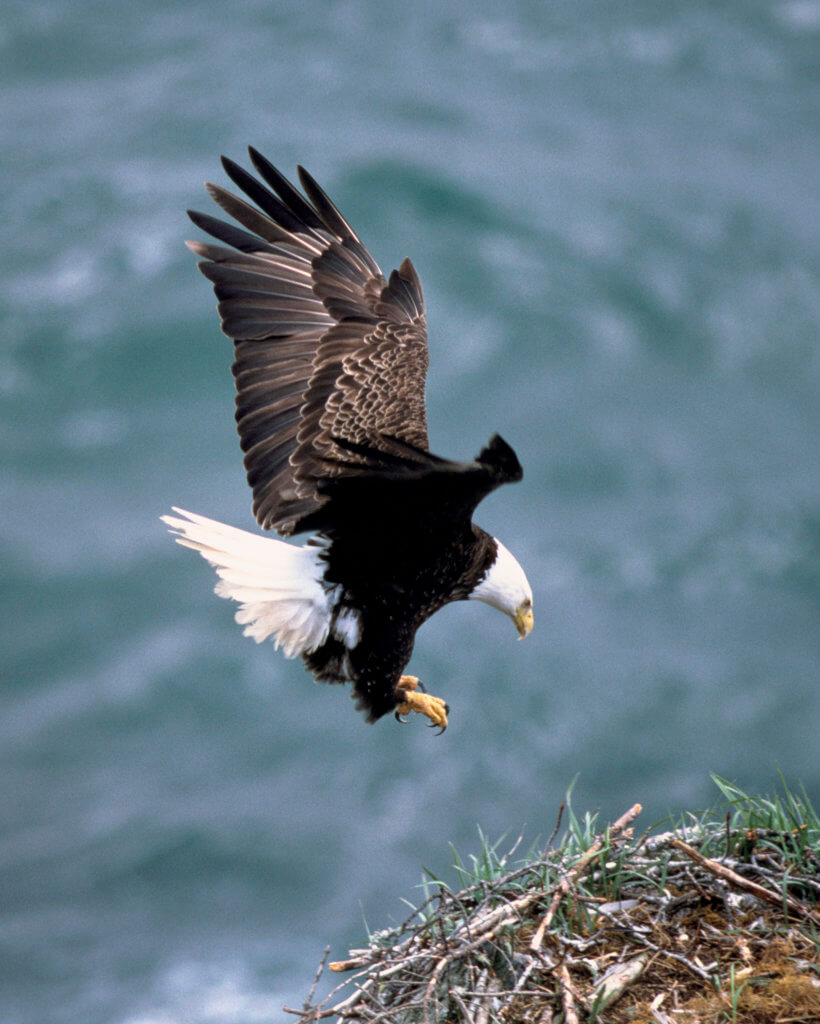 Ein Adler