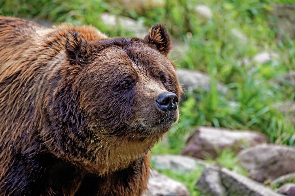 Ein Braunbär