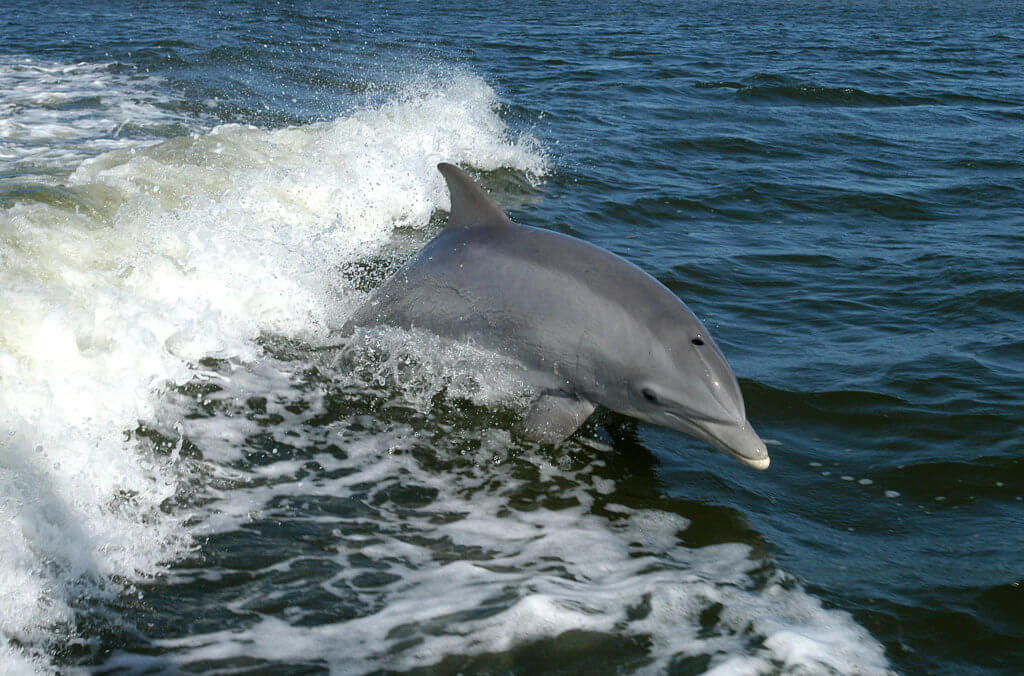 Ein Delfin