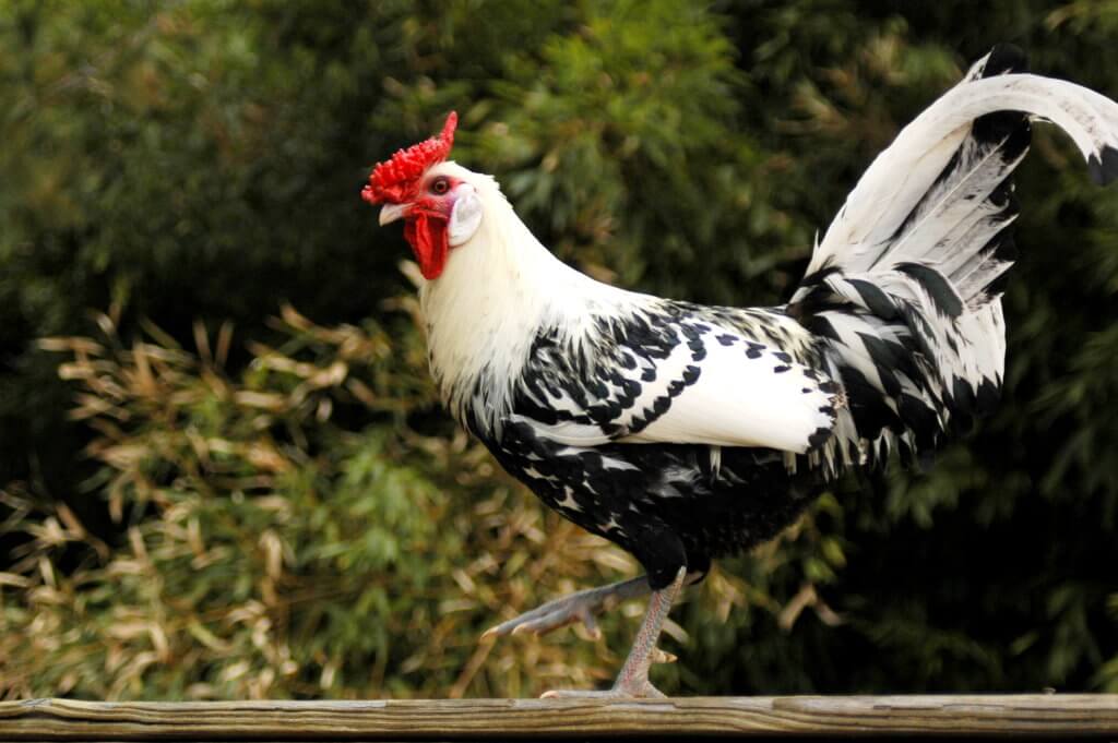 Ein Hahn