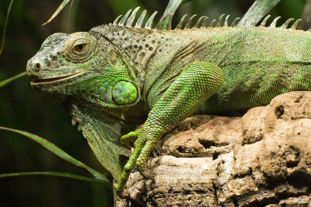 Ein Leguan