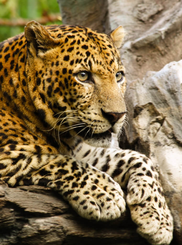 Ein Leopard