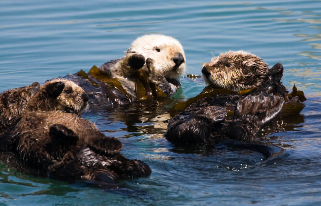 Ein Otter