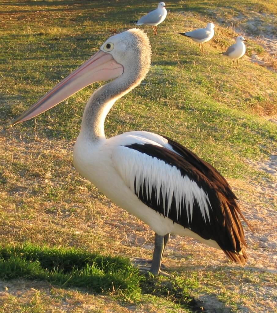 Ein Pelikan