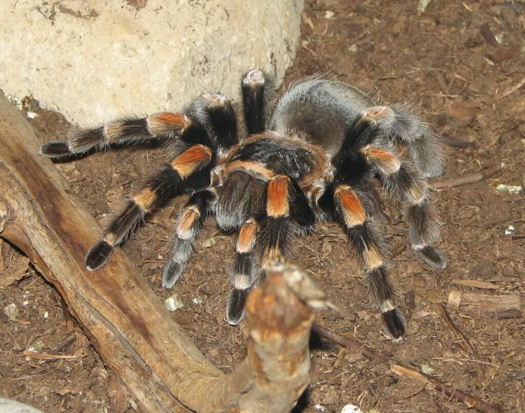 Eine Spinne