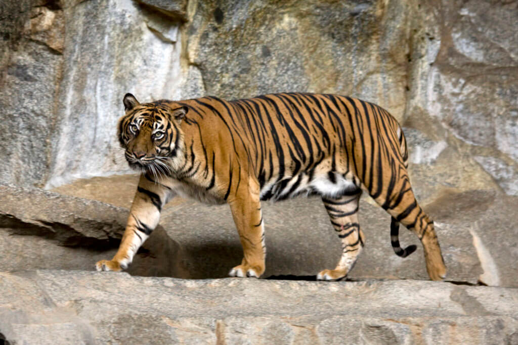 Ein Tiger